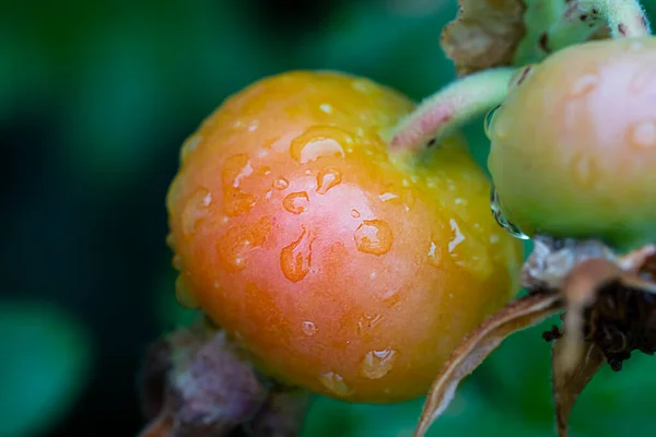 Rózsa Csípő Esőcseppekkel Ágon Kiváló Minőségű Fénykép — Stock Fotó
