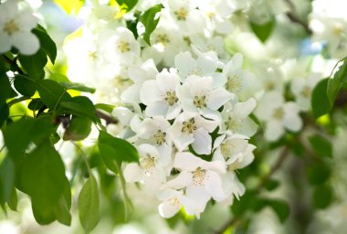 Baharda çiçek açan elma ağacı. Beyaz çiçekler kapanıyor. Yazı için yeri olan çiçek arkaplanı. Yüksek kalite fotoğraf