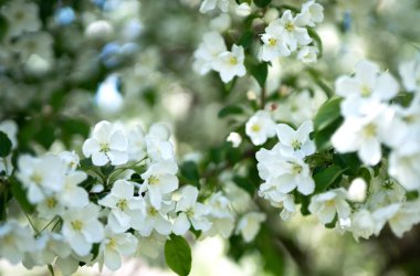 Çiçek açan elma ağacı. Leylak çiçekleri kapanıyor. Yumuşak odak bulanıklığı. Kopyalama alanı olan çiçek arkaplanı. Yüksek kaliteli fotoğraf.
