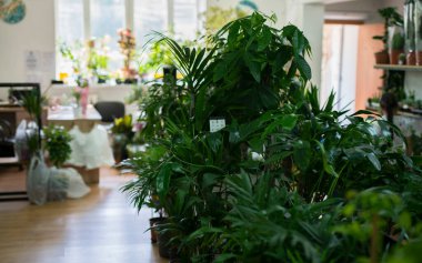 Çiçekçide yeşil bitkiler. Yüksek kalite fotoğraf