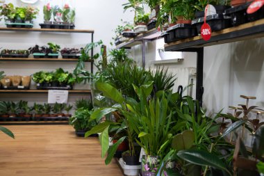 Çiçekçide yeşil bitkiler. Yüksek kalite fotoğraf