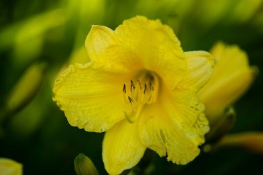 Yeşil arka planda sarı zambak, mesaj için yer var. Kartpostal veya kapak için çiçek arkaplanı.