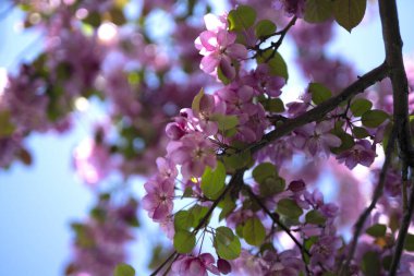 Çiçek açan elma ağacı. Leylak çiçekleri kapanıyor. Çiçek arkaplan. Yüksek kalite fotoğraf