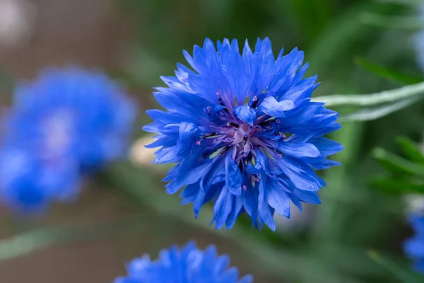 Синя Квітка Крупним Планом Розмитому Стані Квітковий Фон Місцем Тексту — стокове фото