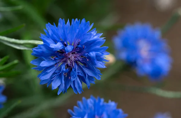Primeros Planos Aciano Azul Fondo Floral Con Lugar Para Texto — Foto de Stock