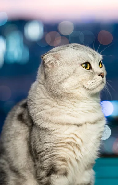Dorosły Kot Złożył Ucho Szkockiemu Zbliżeniu Niewyraźne Tło Miasta Wysokiej — Zdjęcie stockowe