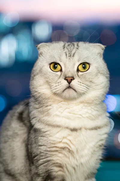 Dorosły Kot Złożył Ucho Szkockiemu Zbliżeniu Niewyraźne Tło Miasta Wysokiej — Zdjęcie stockowe