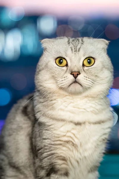 Adulto Gato Dobrado Escocês Close Contra Fundo Turvo Cidade Foto — Fotografia de Stock