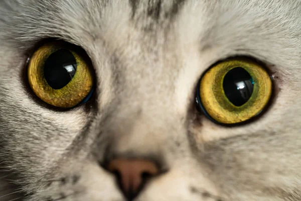 Κοντινά Μάτια Μιας Ενήλικης Σκωτσέζας Γάτας Υψηλής Ποιότητας Φωτογραφία — Φωτογραφία Αρχείου