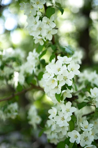 Macieira Florescendo Primavera Flores Brancas Fecham Fundo Floral Com Lugar — Fotografia de Stock