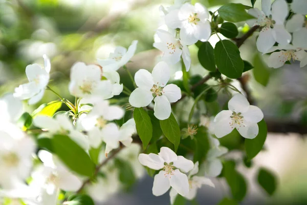 Blühender Apfelbaum Frühling Weiße Blüten Aus Nächster Nähe Floraler Hintergrund — Stockfoto