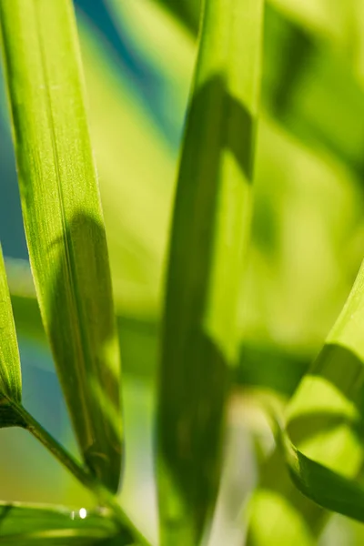 Hojas Hierba Verde Borrosa Desenfocada Fondo Natural Con Lugar Para — Foto de Stock