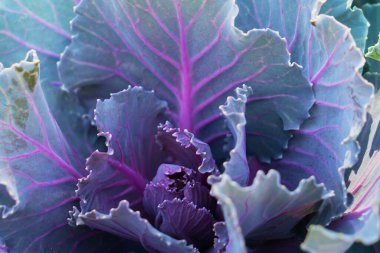 Çok güzel bir lahanaya benziyor. Çiçek arkaplan. Yüksek kalite fotoğraf