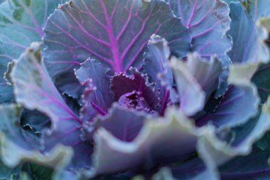 Çok güzel bir lahanaya benziyor. Çiçek arkaplan. Yüksek kalite fotoğraf