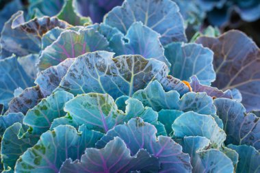 Çok güzel bir lahanaya benziyor. Çiçek arkaplan. Yüksek kalite fotoğraf