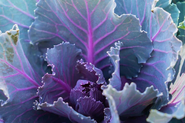 Beautiful Ornamental Cabbage Close Floral Background High Quality Photo — Stock Photo, Image