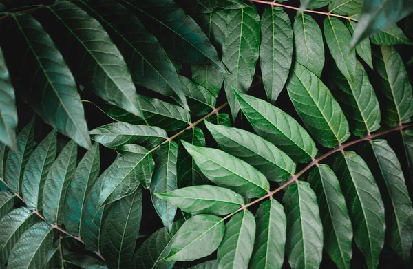 Ein Hintergrund Aus Tiefgrünen Blättern Hochwertiges Foto — Stockfoto