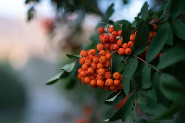 Apelsinrönbär Botanisk Bakgrund Högkvalitativt Foto — Stockfoto