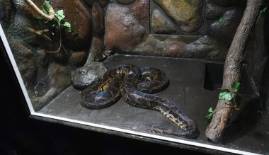 Piton hayvanat bahçesinde bir kafeste yatıyor. Yüksek kalite fotoğraf