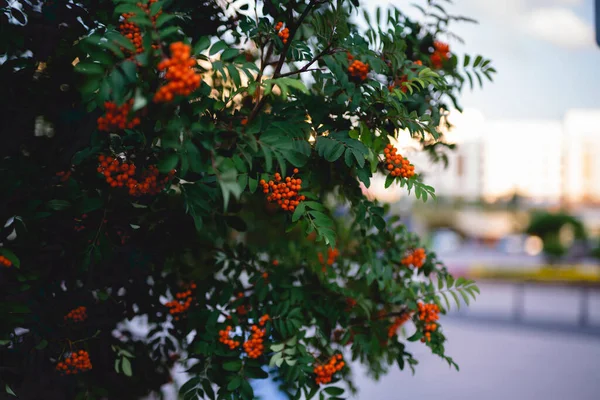 Bacche Sorbo Arancione Sfondo Botanico Foto Alta Qualità — Foto Stock