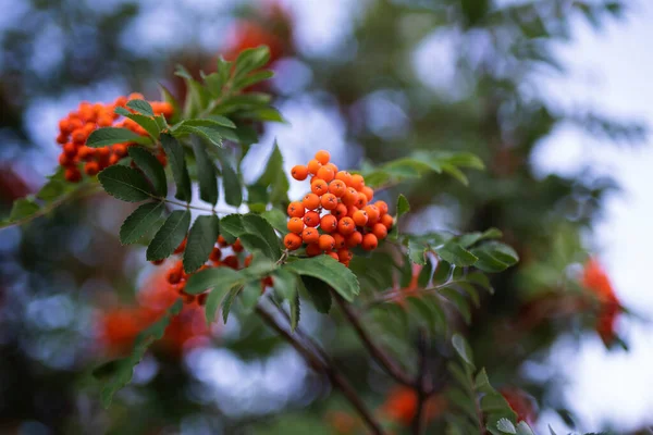 Orange Rowan Berries Botanical Background High Quality Photo — Stock Photo, Image