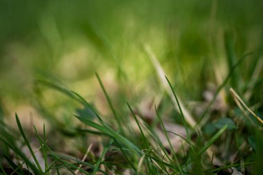 Yeşil çimenler kapanıyor. Yazı için yer olan bulanık yeşil arkaplan. Yüksek kalite fotoğraf
