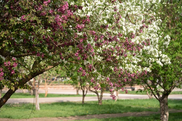 Manzanos Florecientes Parque Ciudad Foto Alta Calidad — Foto de Stock