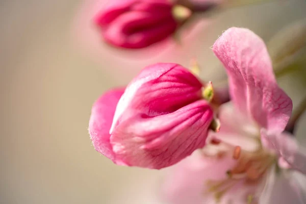 Blühende Apfelblüten Hintergrund Verschwommen Unscharf Mit Platz Für Text Hochwertiges — Stockfoto
