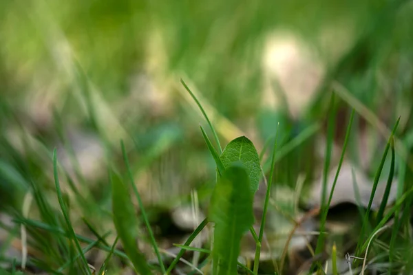 Green Grass Close Green Background Blur Place Text High Quality — Stock Photo, Image