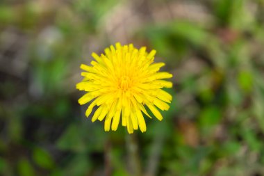 Çimenlerdeki sarı karahindiba. Yaklaş. Yüksek kalite fotoğraf