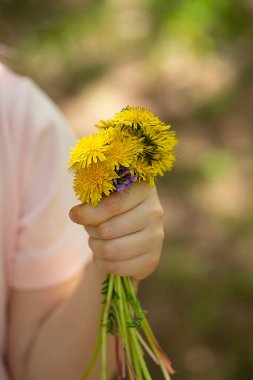 Elinde bir buket sarı karahindiba. Yazı için yeri olan çiçek arkaplanı. Yüksek kalite fotoğraf