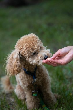 Yeşil arka planda şirin bir karamelli kanişin portresi. Yeşil arka planda şirin bir karamelli kanişin portresi. Sahibi köpeği onun elinden besliyor. Yüksek kalite fotoğraf