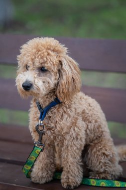 Şirin bir karamelli kanişin portresi. Köpek parkta bir bankta oturur. Yüksek kalite fotoğraf