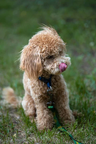 Retrato Mini Poodle Caramelo Bonito Fundo Verde Foto Alta Qualidade — Fotografia de Stock
