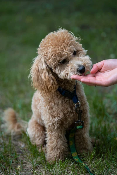 Portrait of a cute caramel mini poodle on a green background. Portrait of a cute caramel mini poodle on a green background. The owner feeds the dog from her hand. High quality photo