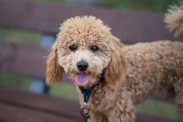 Portrét Roztomilého Karamelového Mini Pudla Pes Sedí Lavičce Parku Kvalitní — Stock fotografie
