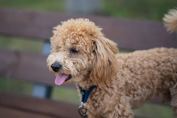 Portrét Roztomilého Karamelového Mini Pudla Pes Sedí Lavičce Parku Kvalitní — Stock fotografie