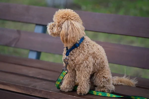Porträt Eines Niedlichen Karamell Pudels Der Hund Sitzt Auf Einer — Stockfoto