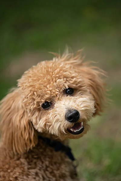 Portrait Cute Caramel Mini Poodle Green Background High Quality Photo — Stock Photo, Image