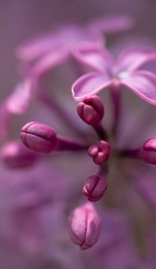 Leylak çiçekleri kapanıyor. Yazı için yeri olan çiçek arkaplanı. Yüksek kalite fotoğraf