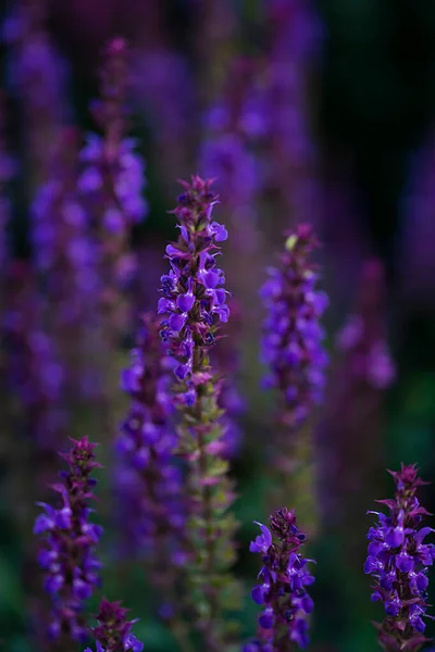 Roble Salvia Floreciente Flores Púrpuras Cerca Fondo Floral Foto Alta — Foto de Stock