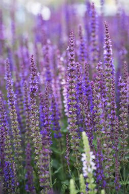 Çiçekli adaçayı. Mor çiçekler lavantaya benzer. Çiçek arkaplan. Yüksek kalite fotoğraf