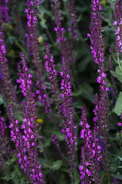 Blooming Sage Oak Purple Flowers Similar Lavender Floral Background High — Stock Photo, Image