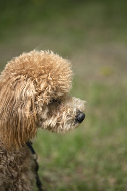 Yeşil arka planda şirin bir karamelli kanişin portresi. Yüksek kalite fotoğraf