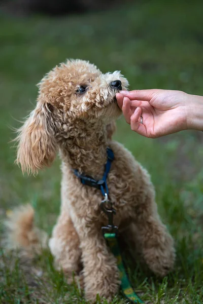 Retrato Mini Poodle Caramelo Bonito Fundo Verde Retrato Mini Poodle — Fotografia de Stock