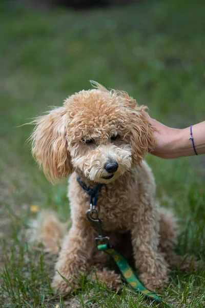 stock image Portrait of a cute caramel mini poodle on a green background. High quality photo