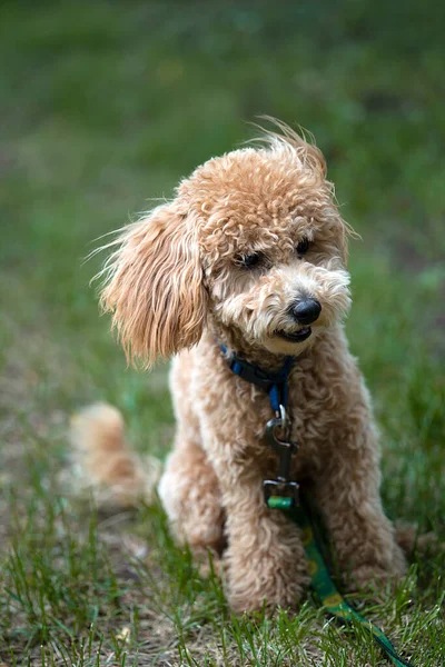 stock image Portrait of a cute caramel mini poodle on a green background. High quality photo