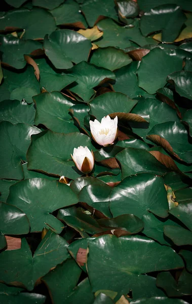 Flowering water lily. Deep green floral background. High quality photo