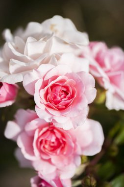 Bahçede yetişen yumuşak pembe güller. Yüksek kalite fotoğraf