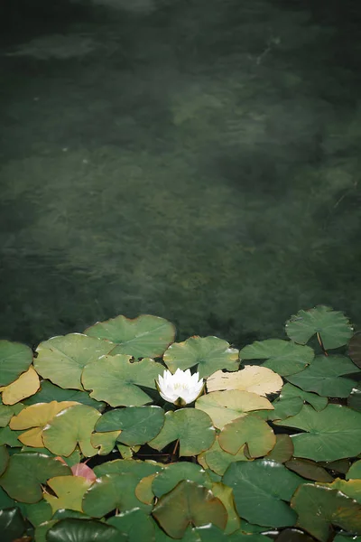 Blühende Seerose Tiefgrüner Blumiger Hintergrund Hochwertiges Foto — Stockfoto